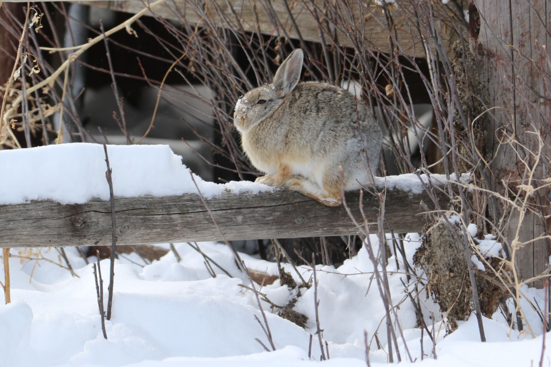 Fence Bunny